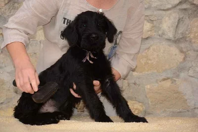 Knírač velký s PP